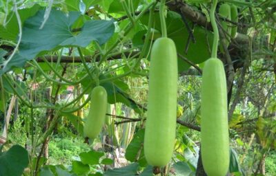 लौकी के इन गज़ब के फायदो से है,शायद आप अब तक अनजान लौकी के इन गज़ब के फायदो से है,शायद आप अब तक अनजान