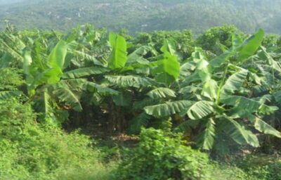 केला खाने से ही फायेदा नहीं उसकी खेती से भी बहुत लाभ है