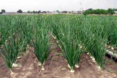 pyaj-ki-kheti