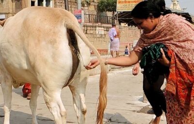 कैंसर जैसी लाइलाज बीमारी के लिए भी “गौमूत्र है रामबाण दवा”