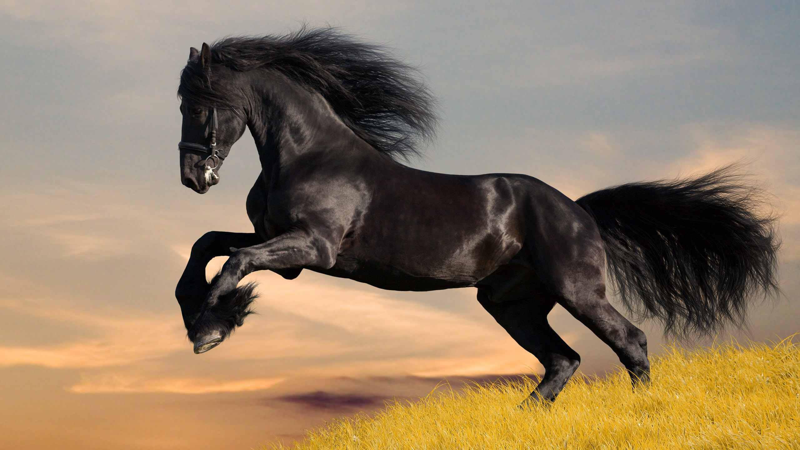 black-horse-wallpaper-hd