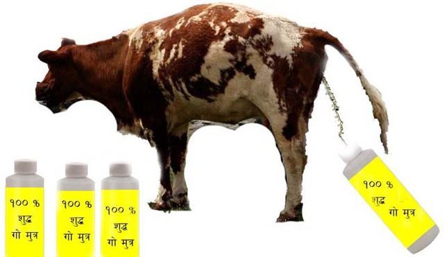 gau-mutra-pure