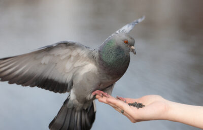 जाने किन जीवो को भोजन देने से बढ़ती है समृद्धि मिलता है, धन लाभ