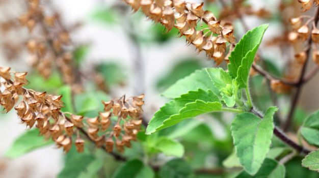 2-basil-625_626x350_61446529505