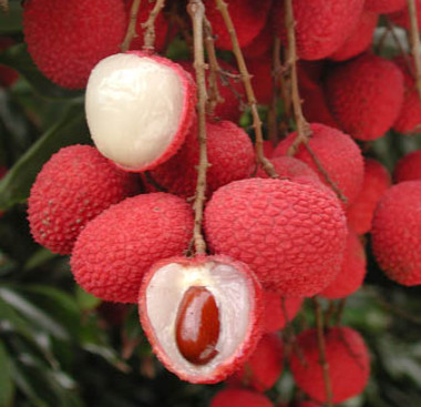Lychee-fruit-
