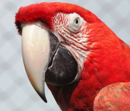 red-macaw-152060