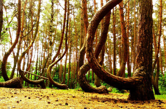 ये 400  देवदार के वृक्ष आश्चर्य बने हुए है लोगो के लिए (  )