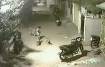 नन्हा बच्चा जब फ़स गया आधे दर्ज़न कुत्तो के बीच…तो हुआ ये देखिए इस वीडियो में नन्हा बच्चा जब फ़स गया आधे दर्ज़न कुत्तो के बीच…तो हुआ ये देखिए इस वीडियो में