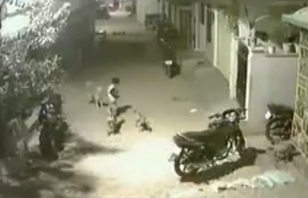 नन्हा बच्चा जब फ़स गया आधे दर्ज़न कुत्तो के बीच…तो हुआ ये देखिए इस वीडियो में (  )