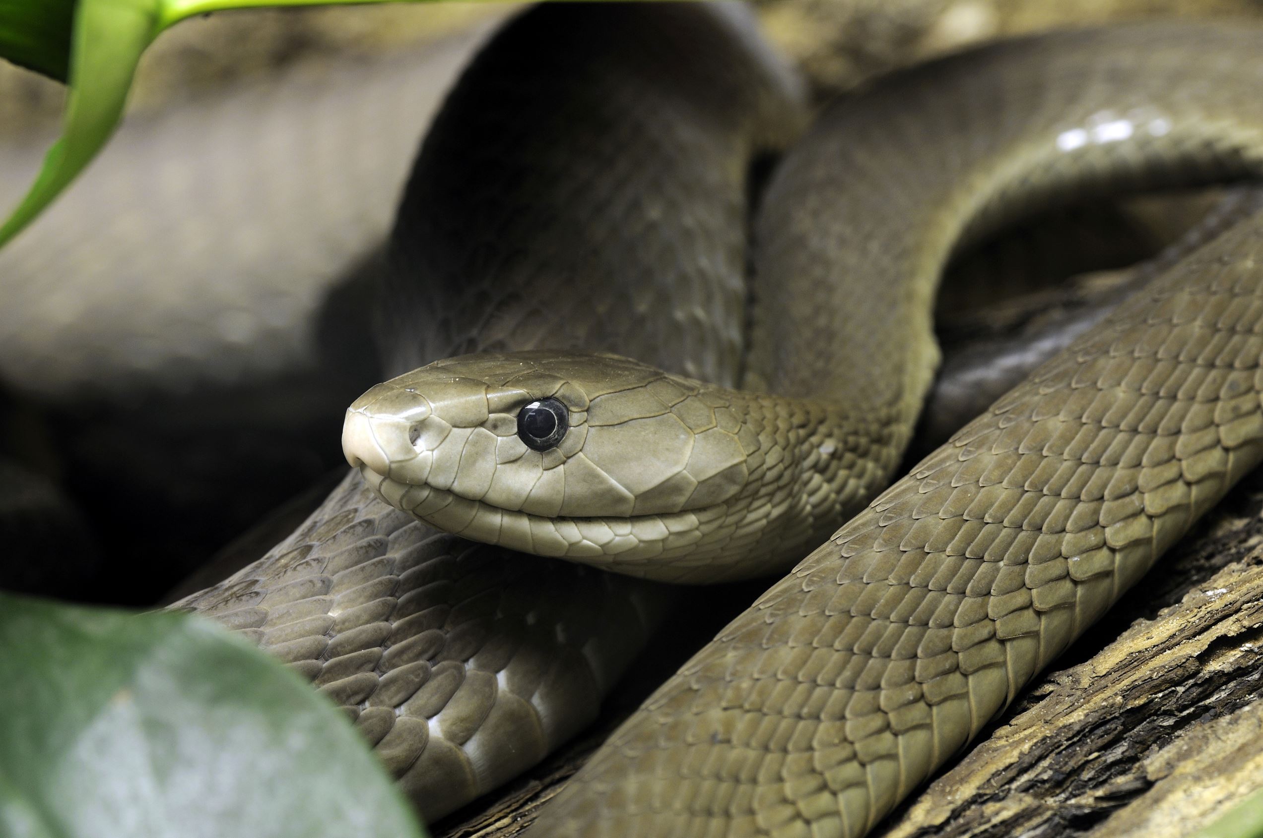 Мир про змей. Змеи черная мамба. Блэк мамба змея. Чёрная мамба (Dendroaspis polylep. Ядовитая змея черная мамба.