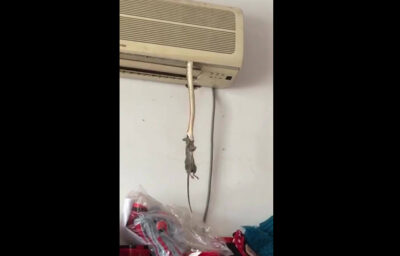 मुहँ में चूहा दबाये साँप घुस गया A.C के अंदर, देखिए हैरान कर देने वाला वीडियो मुहँ में चूहा दबाये साँप घुस गया A.C के अंदर, देखिए हैरान कर देने वाला वीडियो