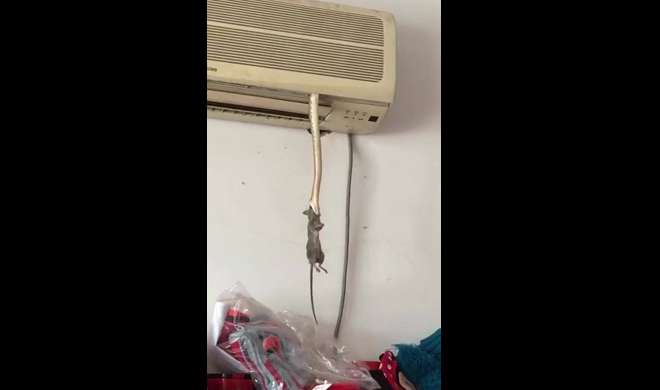 Taking Rat In His Mouth Snake Penetrate Inside The A C See Video