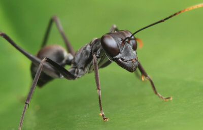 चींटियों के बारे में हैरान कर देने वाले रोचक तथ्य, जिनको आप ज़रूर जानना चाहेंगे