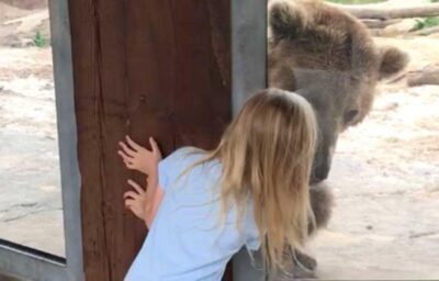 वीडियो: चिड़ियाघर में खूंखार भालू के साथ खेलती 6 साल की बच्ची