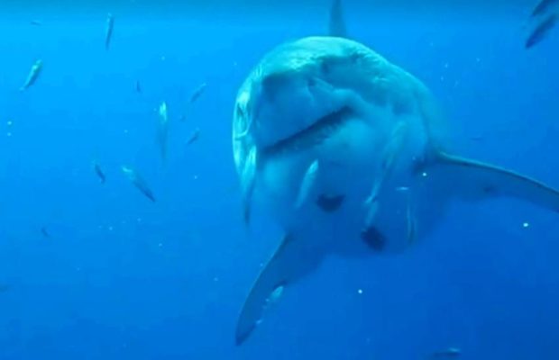 विश्व की सबसे बड़ी “शार्क मछली” कैमरे में हुई कैद, वीडियो हुआ वायरल (  )