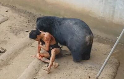 वीडियो: भूखे भालू से मजाक करना टूरिस्ट को पड़ा भारी, बाड़े में खींच किया अधमरा वीडियो: भूखे भालू से मजाक करना टूरिस्ट को पड़ा भारी, बाड़े में खींच किया अधमरा