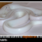 leucistic snake found in australia