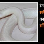 slaty gray color snake found in australia forest
