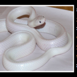 white snake