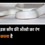 white snake eye is black