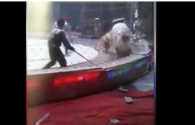 शेर को लात मारना पड़ गया भारी घोड़े पर, वीडियो हुआ वायरल