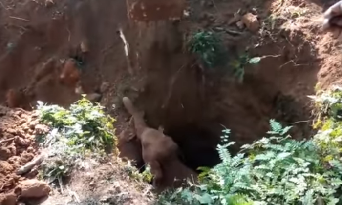 रेस्क्यू टीम ने गड्ढे् में गिरे हाथी के बच्चे की बचाई जान, माँ ने  सूड़ उठा कर दिया धन्यवाद (  )