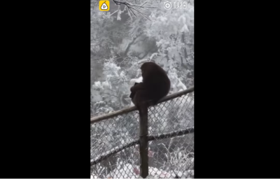 वीडियो: बदमाश बंदर ने टूरिस्ट का पर्स चुरा सारे पैसे हवा में उड़ा दिए