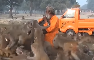 जब अचानक 100 से ज्यादा बंदरो ने घेर लिया “बूढ़े आदमी को”,  वीडियो में देखे आगे क्या हुआ