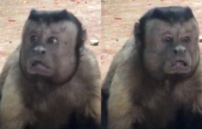 वीडियो : इंसानों की शक्ल वाला बंदर, देखने वाले रह गए हैरान